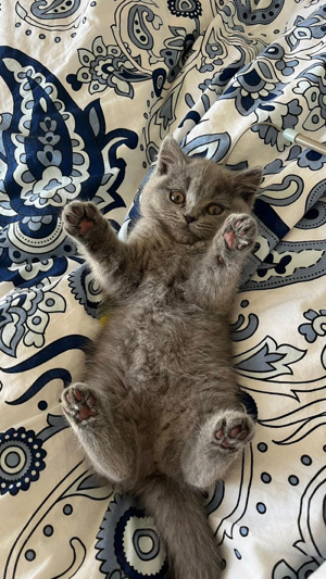 BKH BLH Kitten Britischkurzhaar