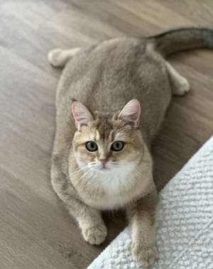 Deckkater britisch kurz haare Golden schaded  Bild 3