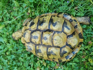 Landschildkröten