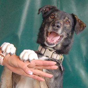 Colorado- 8 Jahre-  Mischling- Tierhilfe Franken e.V.