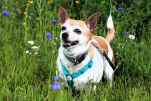 Hexilein - Chihuahua - 12 Jahre - Tierhilfe Franken e.V.