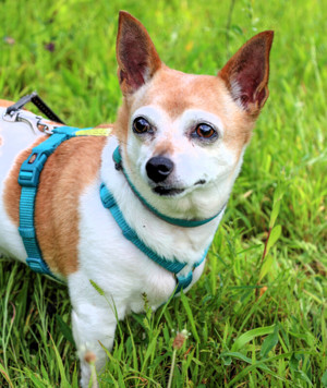 Hexilein, 12 Jahre - Chihuahua - Tierhilfe Franken e.V.