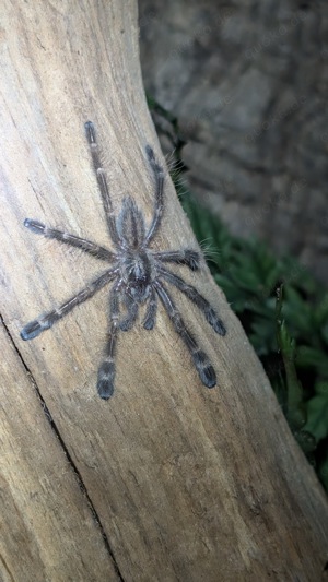 Poecilotheria sp lowland, Vogelspinne