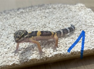 4 Leopardgeckos aus 2023 (2x weibchen, 2x männchen)