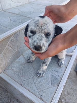 Dalmatiner Australian Cattle Dog Welpe