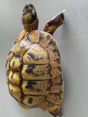 Griechische Landschildkröte, Zuchtmännchen, Wildfang, ca. 50 Jahre alt, Testudo hermanni boettgeri