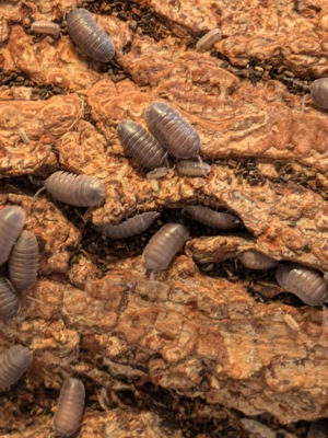 Armadillidium frontirostre 