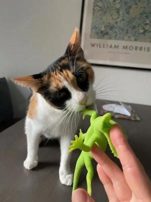 DONNA - Liebevolle Familie gesucht Bild 8