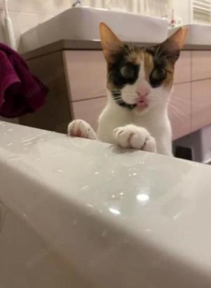 DONNA - Liebevolle Familie gesucht Bild 7