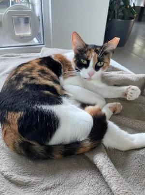 DONNA - Liebevolle Familie gesucht Bild 10