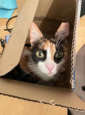 DONNA - Liebevolle Familie gesucht Bild 9