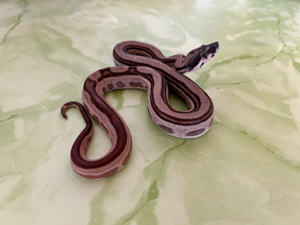 #1 Boa Constrictor Imperator   Hypo Motley het. Albino Kahl poss. het Leopard (0.1)