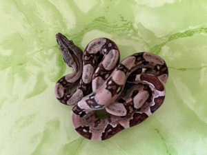 #4 Boa Constrikto Imperator   Hypo Jungle het. Albino Kahl poss. het. Leopard (1.0)