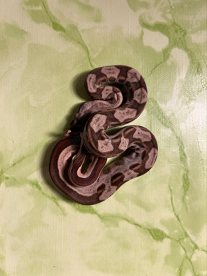 #6 Boa Constricto Imperator   Hypo Motley het. Albino Kalh poss. het. Leopard (0.1)