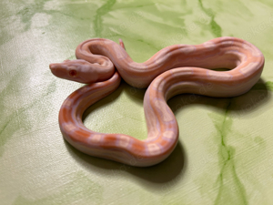 #8 Boa Constrictor Imperator   Albino Motley poss. het. Leopard (0.1)