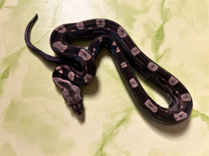 #12 Boa Constrictor Imperator   IMG Motley het. Albino Kahl poss. het. Leopard (1.0)