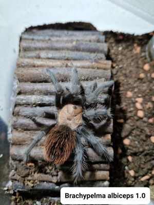 Vogelspinnen und Terrarien abzugeben.