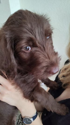 3 zauberhafte Labradoodle Welpen zu Verkaufen 