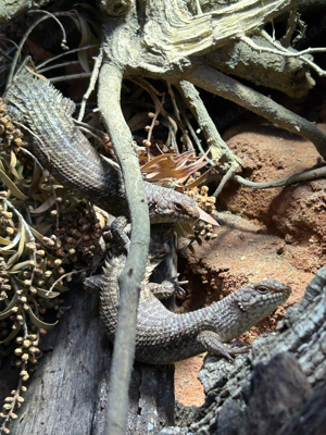 Dornschwanzskink Egernia stokesii