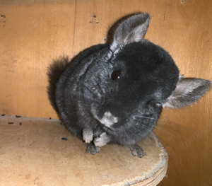 2 Chinchilla Weibchen (Schwestern)