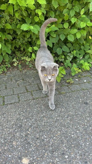 Suchen liebevolle Hände für ausgesetzte Katze