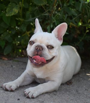 Französische bulldogge 