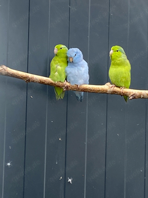 Blaugenick Sperlingspapageien