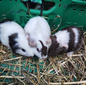 Meerschweinchen Babys