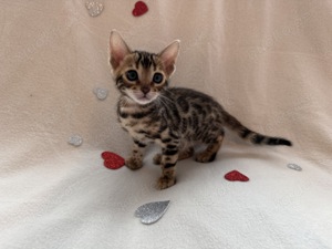 Wunderschöne Bengalkitten (i)