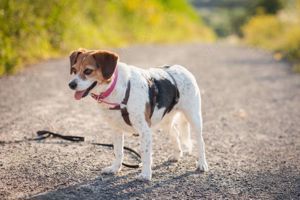 Sophie - ein aktives fröhliches Mädel zum Verlieben, auf PS in Rudersberg