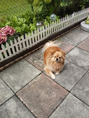 Spitz Pekinese Mischling Hündin 