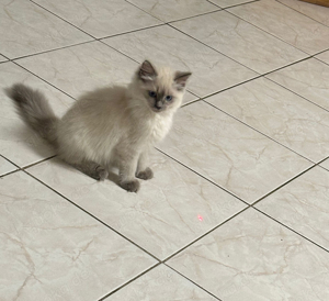 Reinrassig Ragdoll Kitten mit Stammbaum