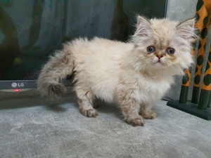 Maine Coon Ragdoll Kätzchen baby Mädchen