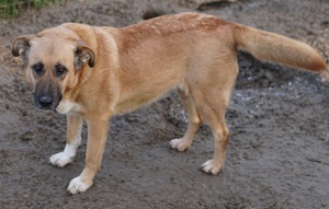 Wilhelmine Johanna, geb. ca. 10 2019, lebt in GRIECHENLAND, im städt. Tierheim Serres  Bild 4