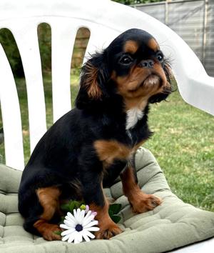 Wunderschöne Welpen King Charles Spaniel sind bereit zur Abgabe 