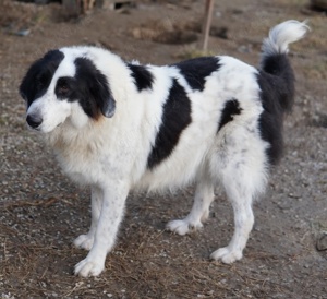 Maella, geb. ca. 02 2020, lebt in GRIECHENLAND, im städt. Tierheim Serres Bild 7