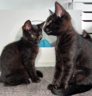 2 weibliche Katzenbabys abzugeben   Babykatzen   12 Wochen   Mischlinge   BKH x EKH