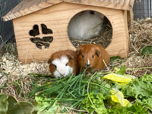 Meerschweinchen Böckchen