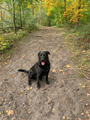 Labrador Deckrüde