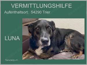 *LUNA* Ich bin lieb, aber bei mir fremden Menschen und Artgin ich unsicher und belleenossen b