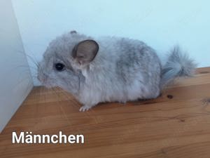 Chinchillas zu vergeben!