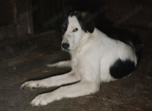 Natalia - hast du ein Körbchen frei? Bild 3