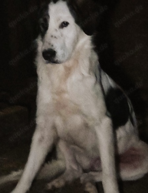 Natalia - hast du ein Körbchen frei? Bild 4