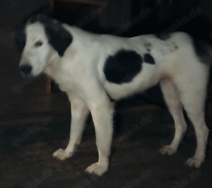 Natalia - hast du ein Körbchen frei? Bild 5