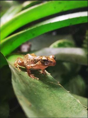 Zuchtgruppe Johnstones Pfeiffrosch (Eleutherodactylus johnstonei) 