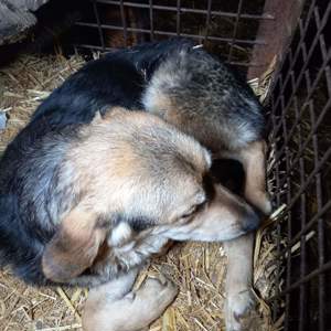 Ricky braucht ein richtiges Zuhause Bild 2