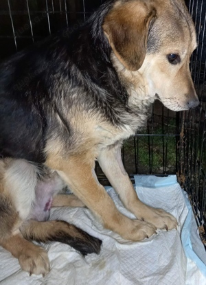 Ricky braucht ein richtiges Zuhause Bild 3