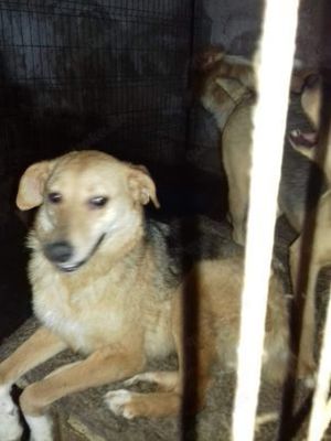 Seppel - berührt er dein Herz? Bild 6