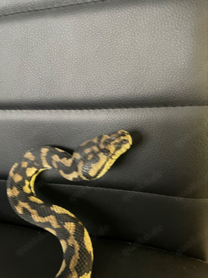 Teppichpython Morelia spilota variegata 0.1 NZ 2019