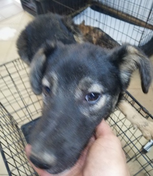 Rava - suchst du eine Begleiterin fürs Leben? Bild 8